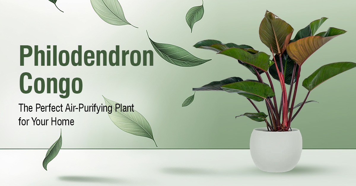 Philodendron Congo: The Perfect Air-Purifying Plant for Your Home