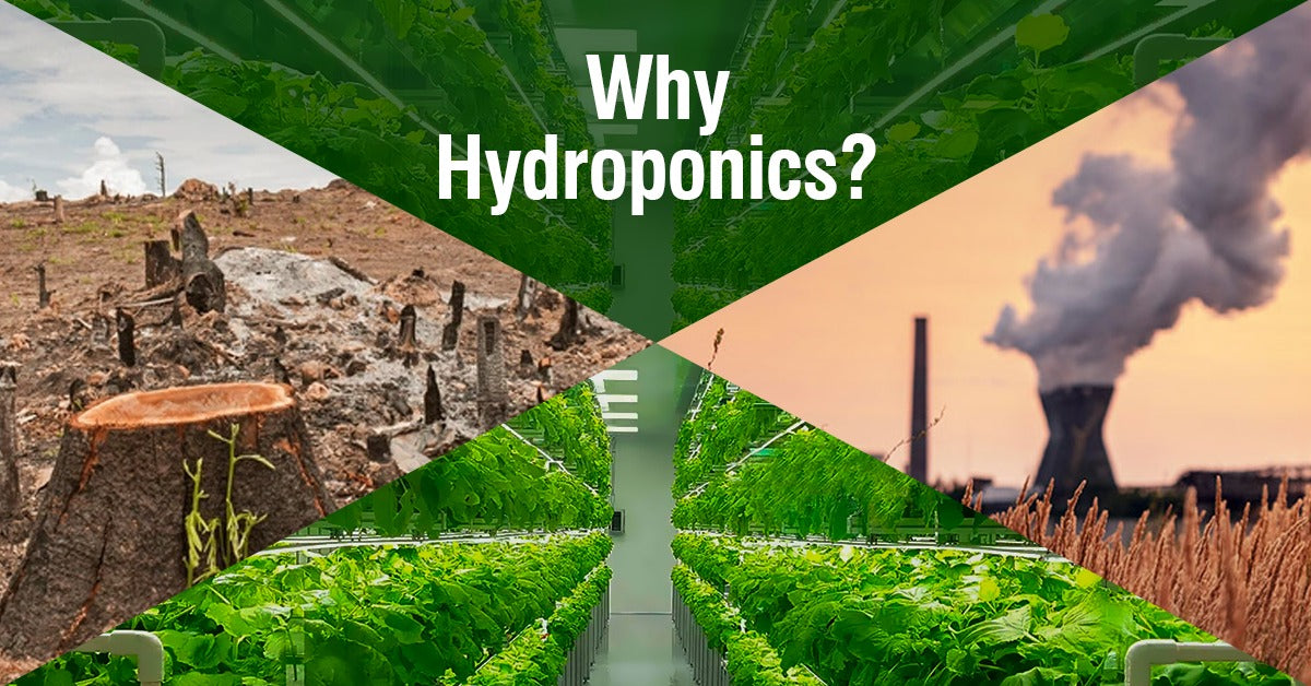 Why choose Hydroponics: 7 key R's that make it the future of Farming