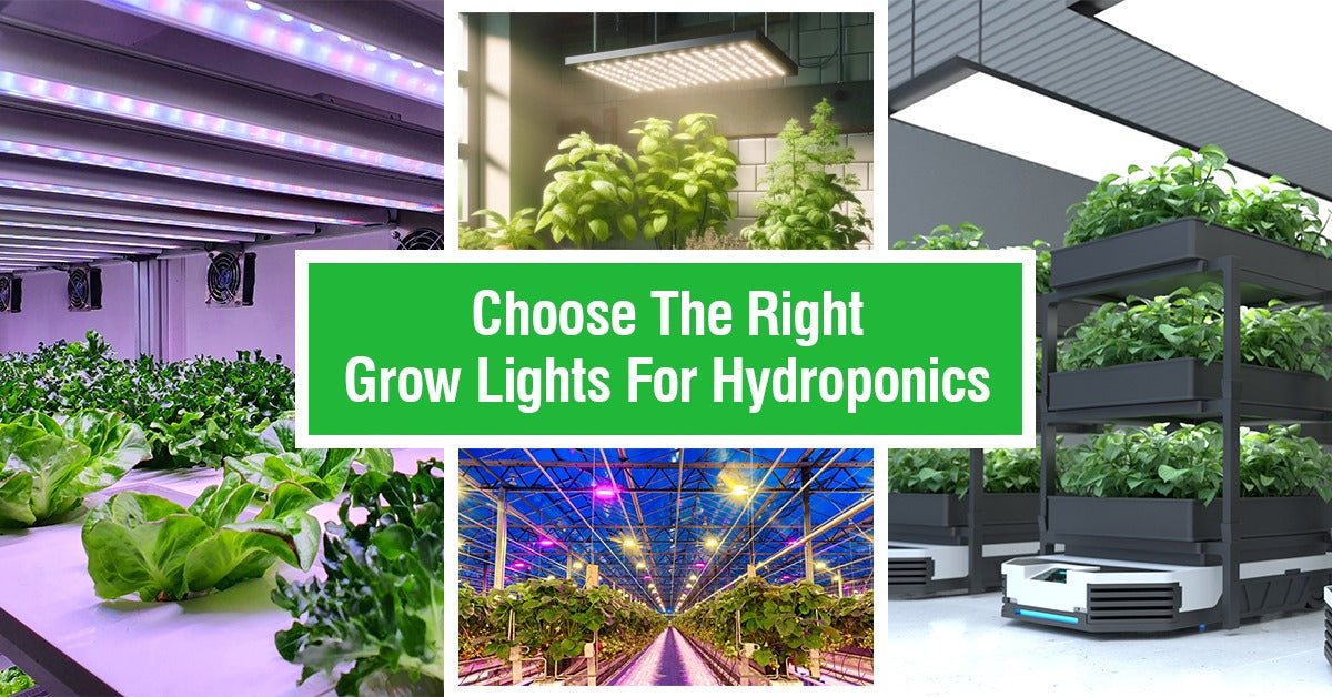 How to choose the right Grow Lights for your hydroponic system?